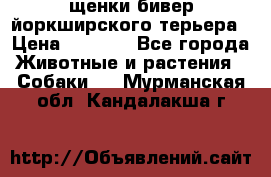 щенки бивер йоркширского терьера › Цена ­ 8 000 - Все города Животные и растения » Собаки   . Мурманская обл.,Кандалакша г.